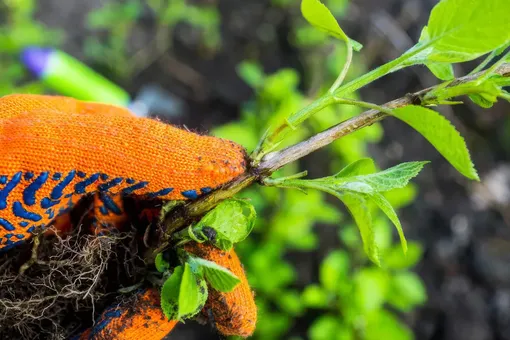 Бюджет не нужен: размножайте гортензию черенками этой осенью Бюджет не нужен: размножайте гортензию черенками этой осенью