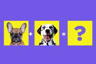 В Шотландии вывели «бульматина». Как выглядит новая порода и почему её создатель может сесть в тюрьму?