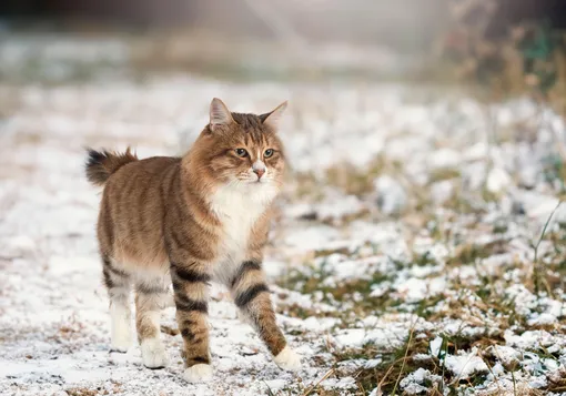 курильский бобтейл фото курильский бобтейл фото