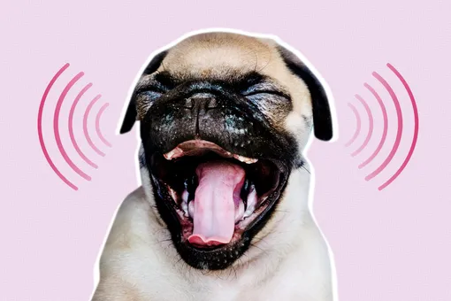 Собака бывает кусачей: как стресс хозяина сказывается на поведении питомца Собака бывает кусачей: как стресс хозяина сказывается на поведении питомца