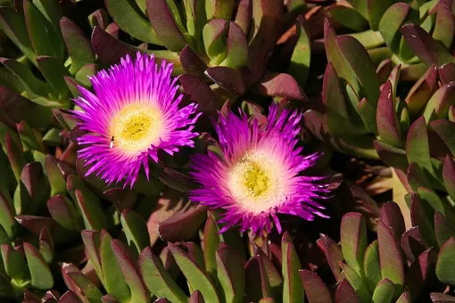 Листья ледяного растения зимой кардинально меняют цвет