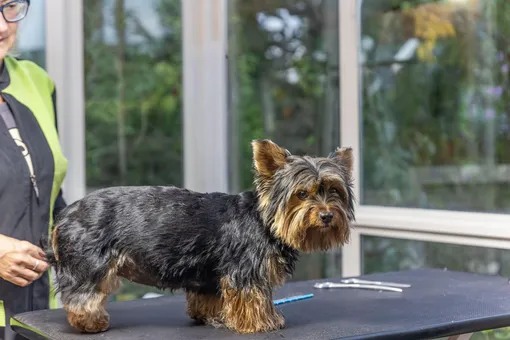 Йоркширский терьер Йоркширский терьер