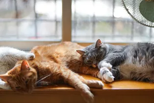 Почему кошки не дружат и можно ли это исправить?