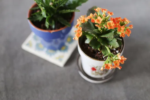 Уход за каланхоэ Блоссфельда в домашних условиях