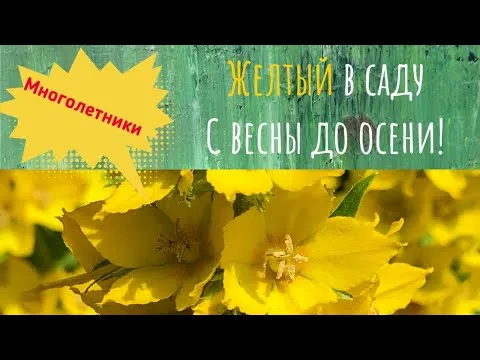 Нажми и смотри