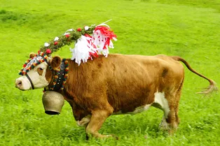 Путешествие первым классом: больным коровам помогают попасть на пастбище в Альпы Путешествие первым классом: больным коровам помогают попасть на пастбище в Альпы