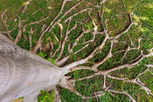 Почему ни в коем случае нельзя покрывать землёй корни деревьев