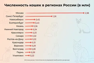 Какая порода кошек подойдёт именно вам? Выбираем питомца по характеру и образу жизни