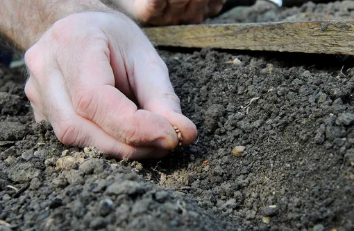 Сеем культуры, которые не боятся прохлады