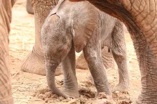 Так выглядит доверие: слониха привела дочь к людям, которые спасли ей жизнь
