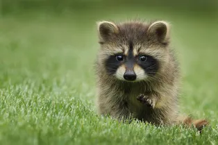 Пожарные облили маслом крошку-енота, чтобы его спасти из ловушки