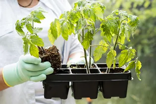 Посейте томаты под зиму: весной не придется возиться с рассадой Посейте томаты под зиму: весной не придется возиться с рассадой