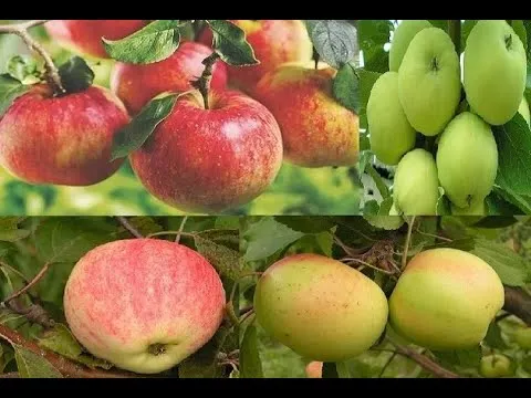 Нажми и смотри Нажми и смотри