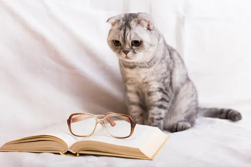 шотландская вислоухая шотландская вислоухая