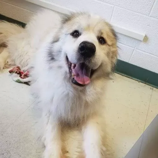 Лазарь полностью поправился и вновь поверил людям Лазарь полностью поправился и вновь поверил людям