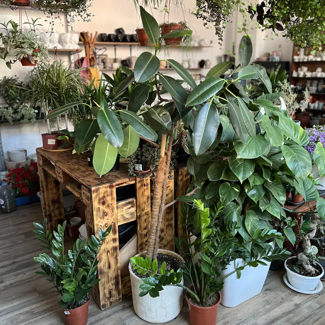 Зелёная квартира: как зонировать пространство при помощи растений?