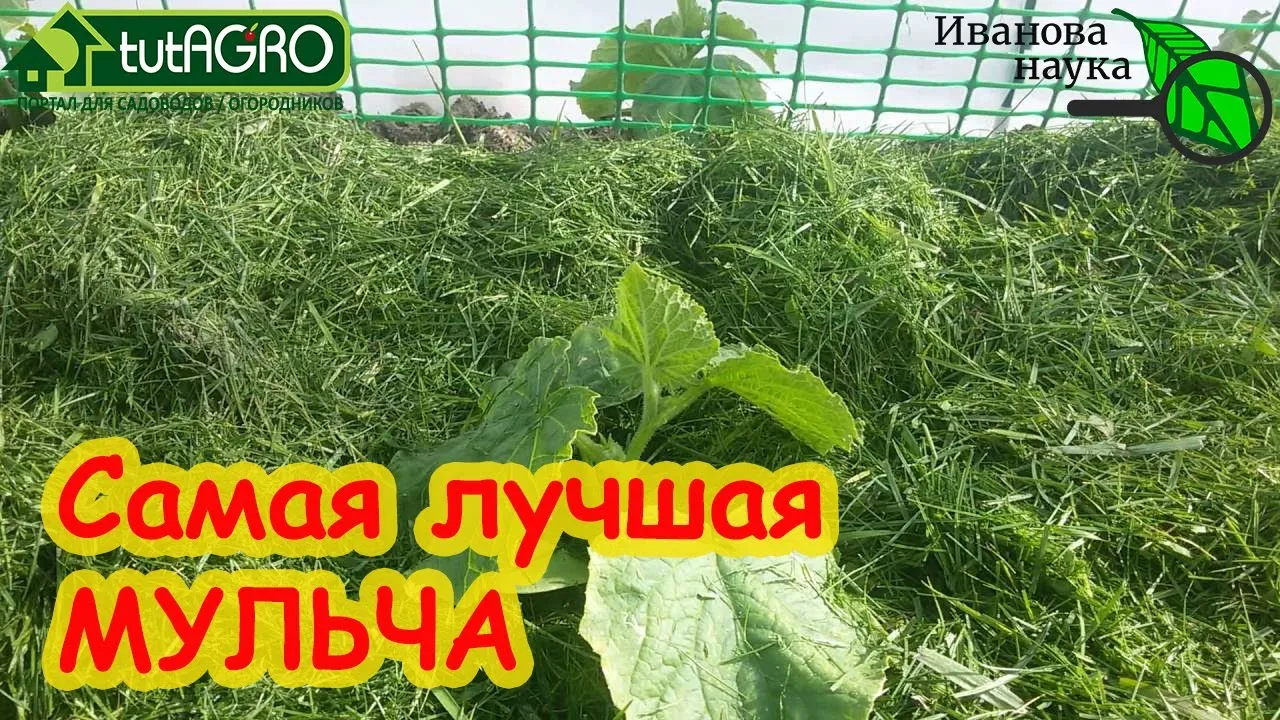 Нажми и смотри