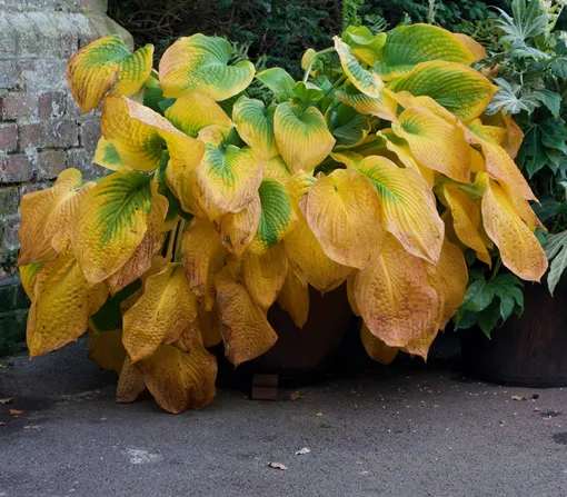 Задержка роста, вянущие листья, отсутствие цветов: 6 проблем, причина которых кроется в качестве почвы Задержка роста, вянущие листья, отсутствие цветов: 6 проблем, причина которых кроется в качестве почвы