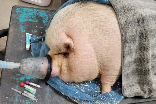 Раскормили и выбросили : под дверью собачьего приюта нашли необычный подарок Раскормили и выбросили : под дверью собачьего приюта нашли необычный подарок