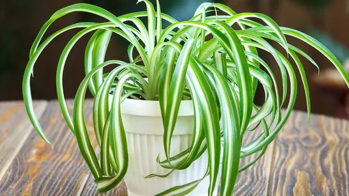 Хлорофитум