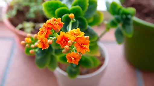 Как вызвать цветение каланхоэ Блоссфельда?