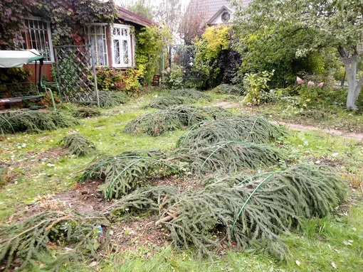 Почему розы гибнут под укрытием: 5 ошибок, из-за которых вы теряете кусты каждую весну