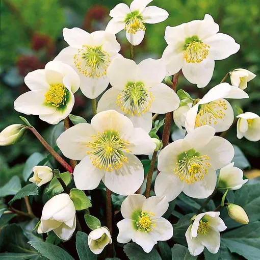 Морозник белый (Helleborus niger) Морозник белый (Helleborus niger)