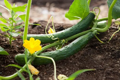 Что «убивает» огуречную рассаду: названы 3 главных ошибки Что «убивает» огуречную рассаду: названы 3 главных ошибки