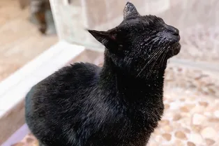 Слепой кот требует, чтобы его каждый день купали. А вместо фена у него — котёнок