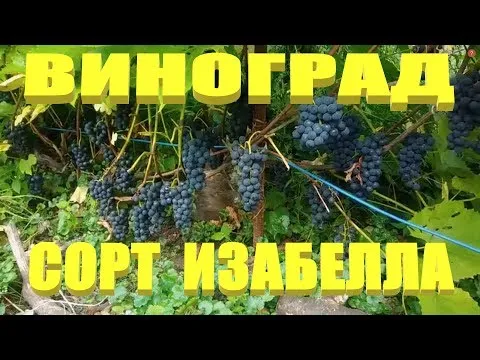 Нажми и смотри