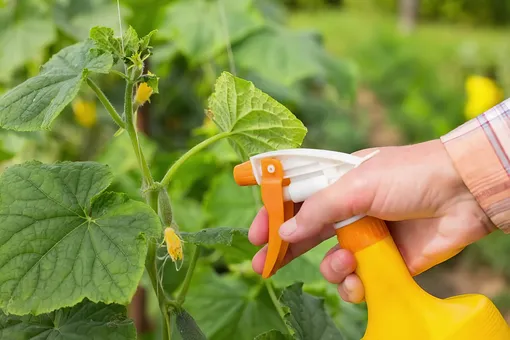 Как спасти огурцы, зараженные мучнистой росой. Дрожжи не помогут, другая смесь более эффективна Как спасти огурцы, зараженные мучнистой росой. Дрожжи не помогут, другая смесь более эффективна