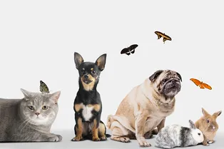 В России могут ввести новые правила для владельцев животных В России могут ввести новые правила для владельцев животных