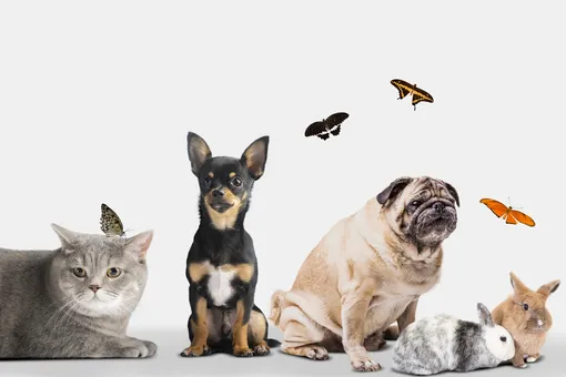 В России могут ввести новые правила для владельцев животных В России могут ввести новые правила для владельцев животных