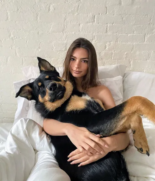 собаки знаменитостей