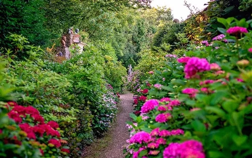 Одни из любимых растений короля Карла — крупнолистные гортензии Eugen Hahn и Dolce Fragola. Одни из любимых растений короля Карла — крупнолистные гортензии Eugen Hahn и Dolce Fragola.