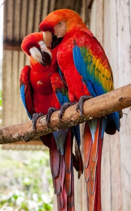 Когти крупных попугаев можно стричь два раза в год