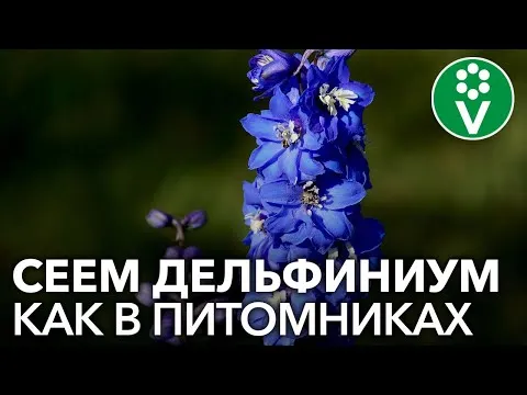 Нажми и смотри