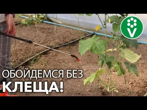 Нажми и смотри
