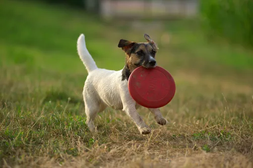 Как сделать игрушку для собаки своими руками фото