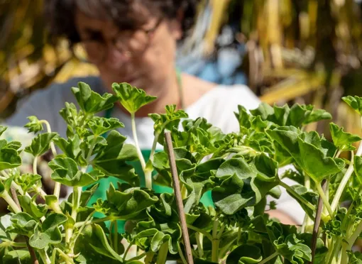 Преимущества размножения герани осенью