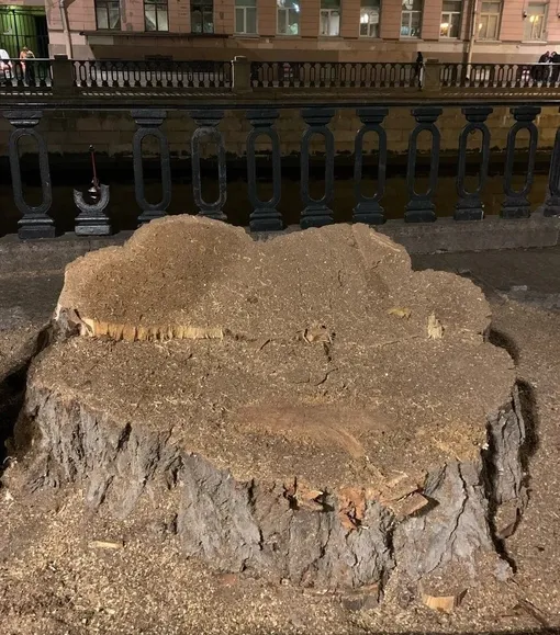 Пень от знаменитого тополя