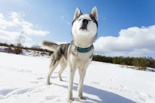 Нюх в снегу: 6 игр nose work с собакой для улицы и дома