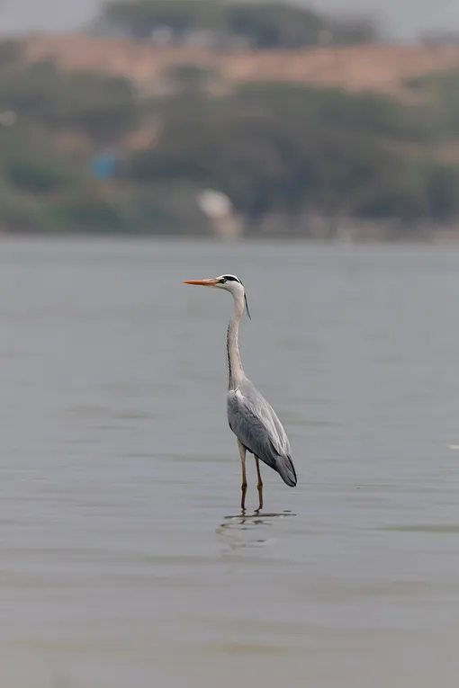 серая цапля в воде