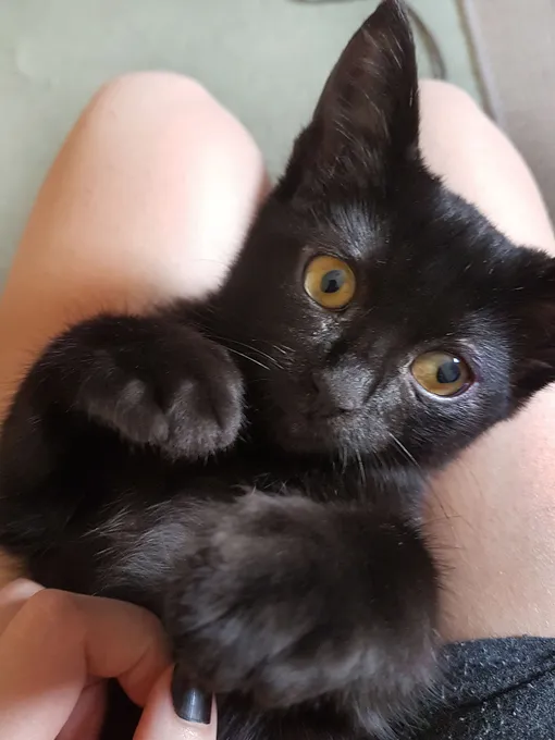 Так кот выглядел в детстве Так кот выглядел в детстве