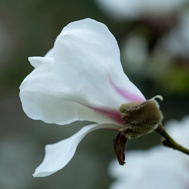 Японская магнолия кобус зацвела в Москве. Чем она уникальна?