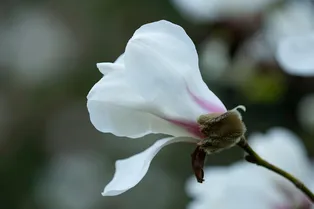 Японская магнолия кобус зацвела в Москве. Чем она уникальна?