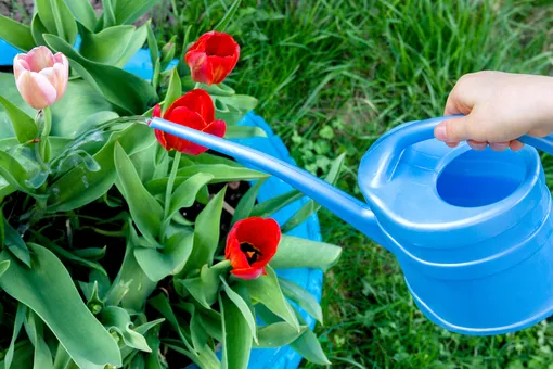 Полив тюльпанов в период роста и цветения