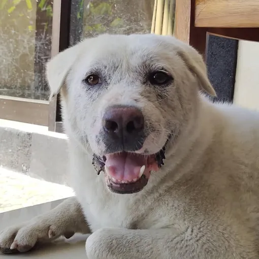 Фото Гомера «после» Фото Гомера «после»