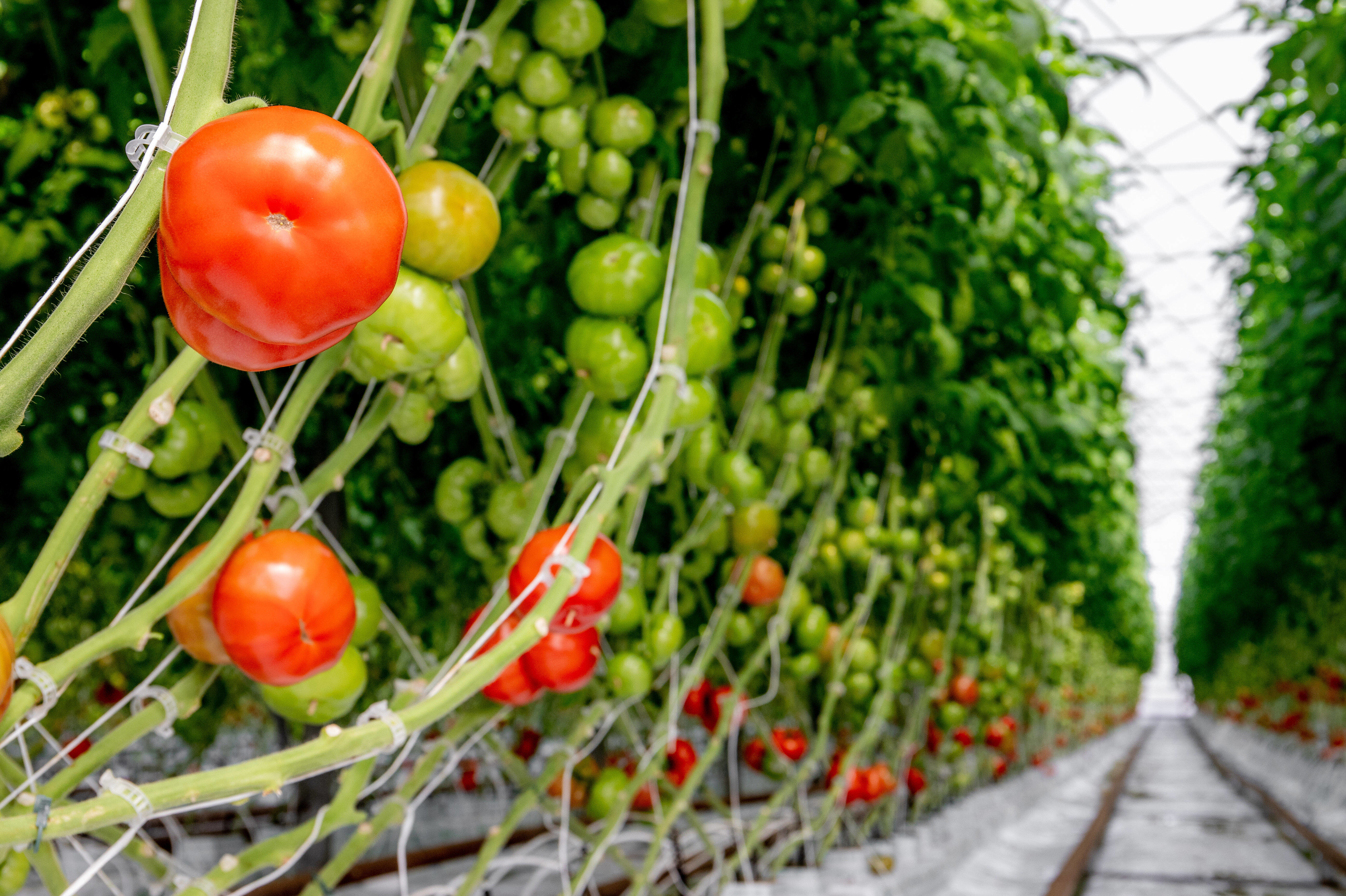 Чехтардың эротикалық әңгімелері