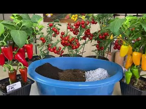 Нажми и смотри Нажми и смотри